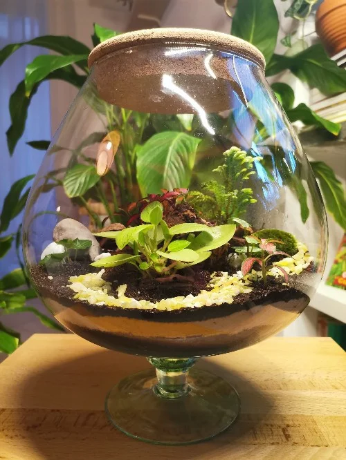 Terrari - foto 3