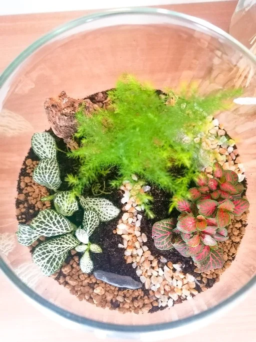 Terrari - foto 5
