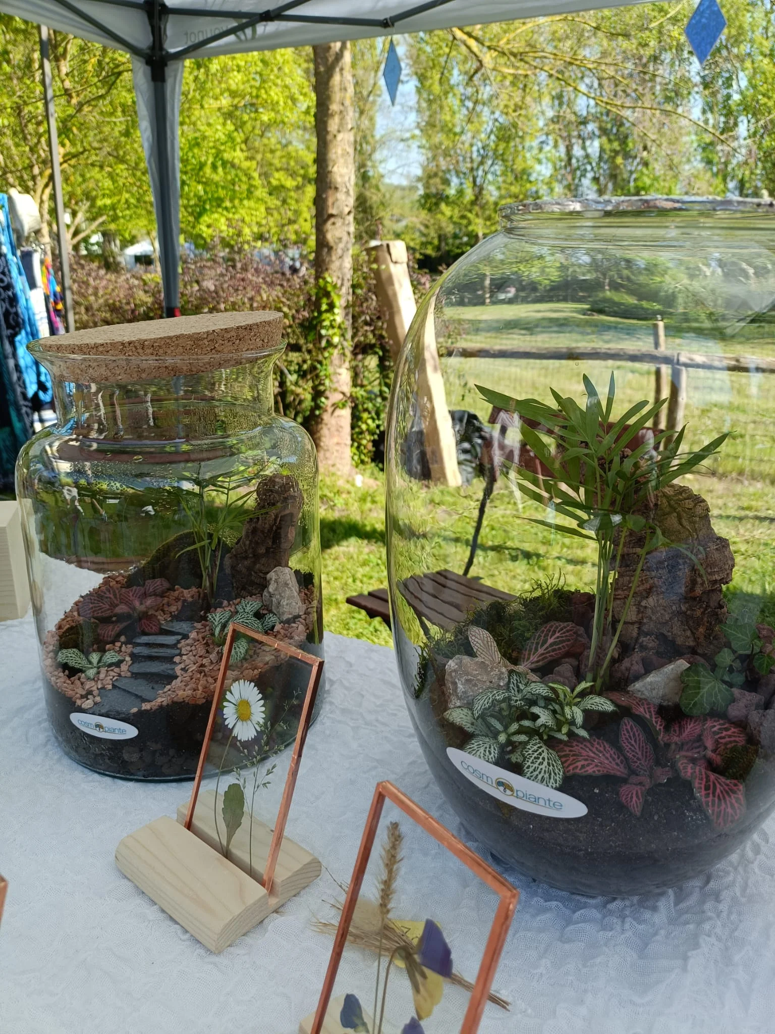 Terrari - foto 24